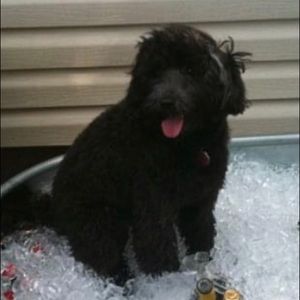 Meet your Posher, Alicia